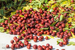 برداشت عناب در خراسان جنوبی