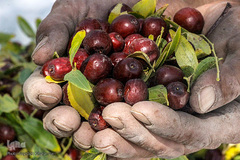 برداشت عناب در خراسان جنوبی