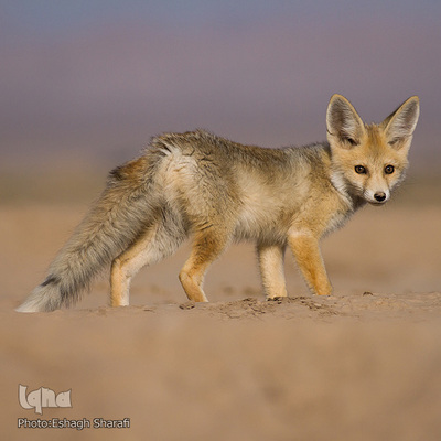 رنگین‌کمانی از تنوع زیستی در خراسان‌جنوبی