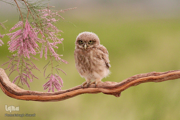رنگین‌کمانی از تنوع زیستی در خراسان‌جنوبی