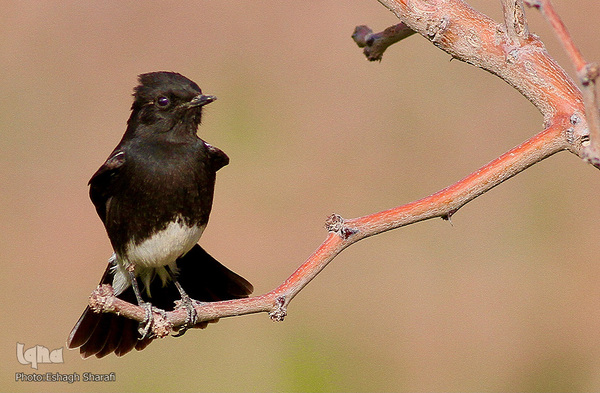 رنگین‌کمانی از تنوع زیستی در خراسان‌جنوبی