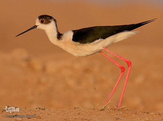 رنگین‌کمانی از تنوع زیستی در خراسان‌جنوبی
