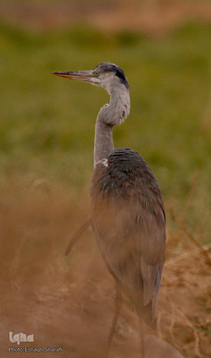 رنگین‌کمانی از تنوع زیستی در خراسان‌جنوبی