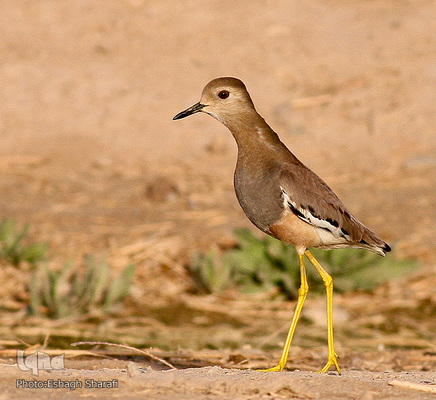 رنگین‌کمانی از تنوع زیستی در خراسان‌جنوبی
