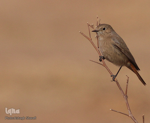 رنگین‌کمانی از تنوع زیستی در خراسان‌جنوبی