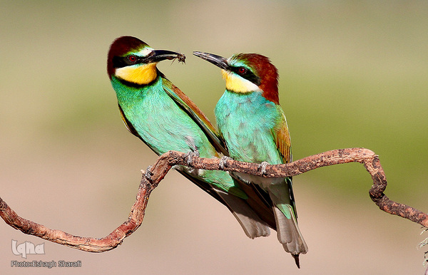 رنگین‌کمانی از تنوع زیستی در خراسان‌جنوبی