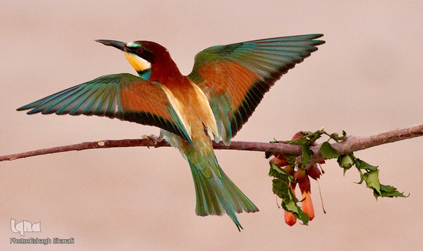 رنگین‌کمانی از تنوع زیستی در خراسان‌جنوبی