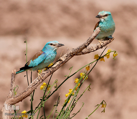 رنگین‌کمانی از تنوع زیستی در خراسان‌جنوبی
