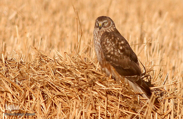 رنگین‌کمانی از تنوع زیستی در خراسان‌جنوبی