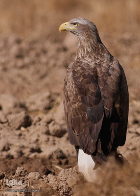 رنگین‌کمانی از تنوع زیستی در خراسان‌جنوبی