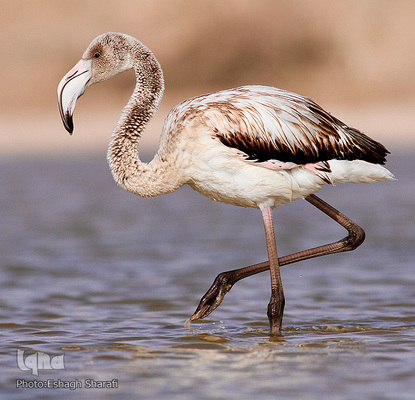 رنگین‌کمانی از تنوع زیستی در خراسان‌جنوبی