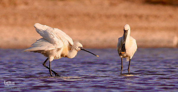 رنگین‌کمانی از تنوع زیستی در خراسان‌جنوبی