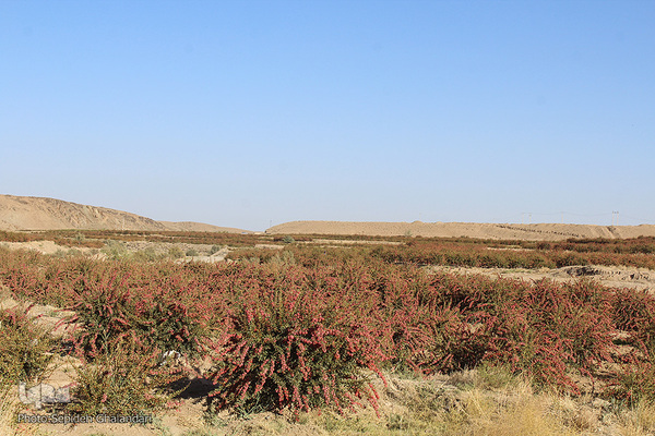 چشم نوازی یاقوت سرخ در خراسان جنوبی