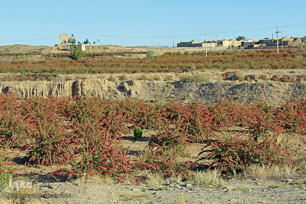 چشم نوازی یاقوت سرخ در خراسان جنوبی