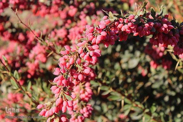 چشم نوازی یاقوت سرخ در خراسان جنوبی