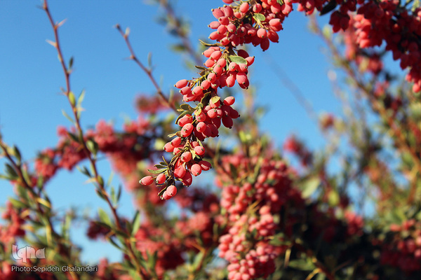 چشم نوازی یاقوت سرخ در خراسان جنوبی