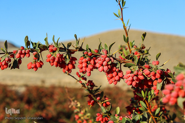 چشم نوازی یاقوت سرخ در خراسان جنوبی