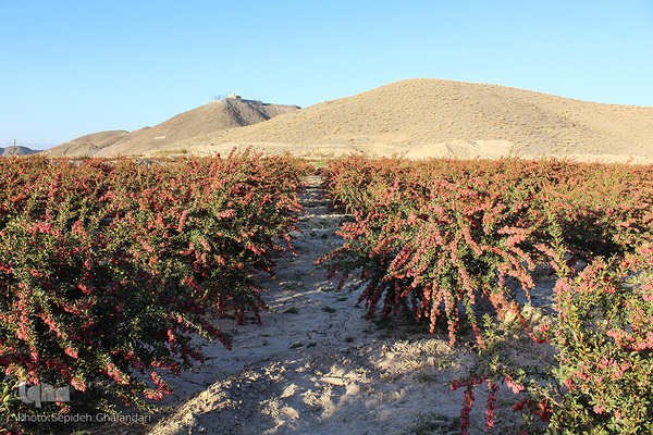 چشم نوازی یاقوت سرخ در خراسان جنوبی