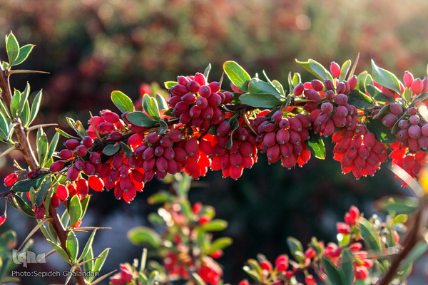 چشم نوازی یاقوت سرخ در خراسان جنوبی
