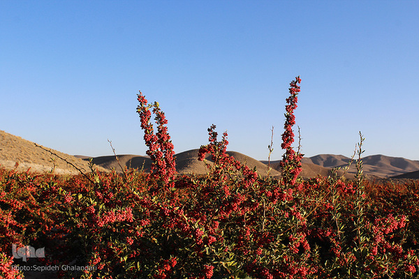 چشم نوازی یاقوت سرخ در خراسان جنوبی