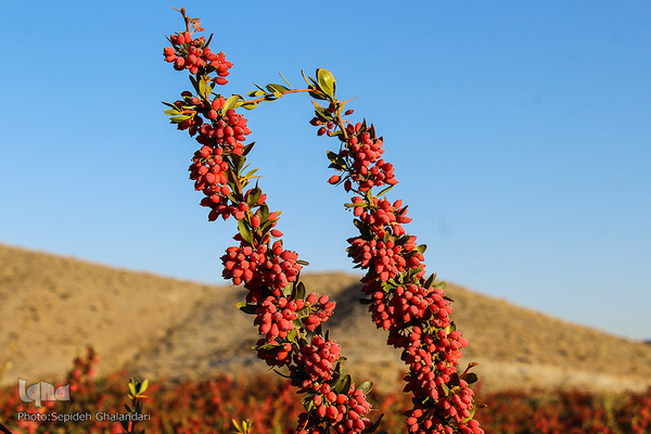 چشم نوازی یاقوت سرخ در خراسان جنوبی