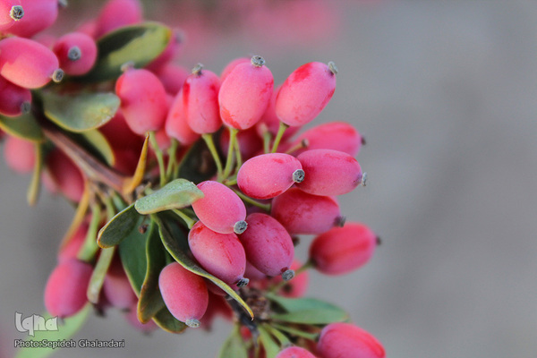 چشم نوازی یاقوت سرخ در خراسان جنوبی