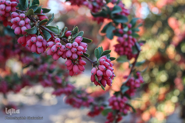 چشم نوازی یاقوت سرخ در خراسان جنوبی