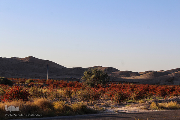 چشم نوازی یاقوت سرخ در خراسان جنوبی