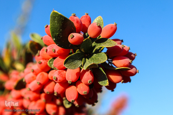 چشم نوازی یاقوت سرخ در خراسان جنوبی