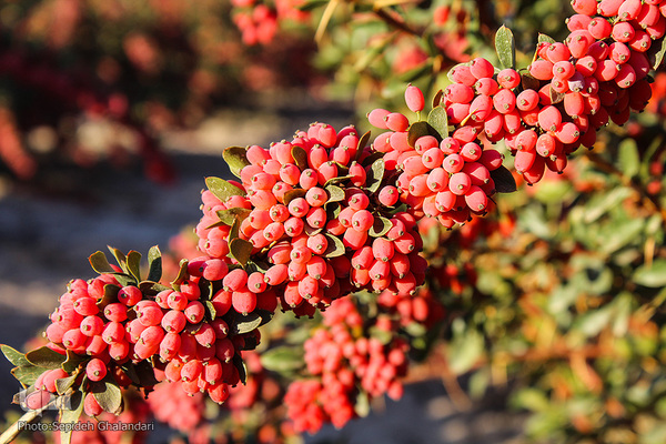 چشم نوازی یاقوت سرخ در خراسان جنوبی