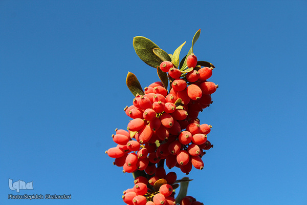 چشم نوازی یاقوت سرخ در خراسان جنوبی