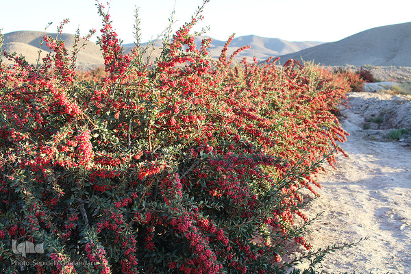 چشم نوازی یاقوت سرخ در خراسان جنوبی