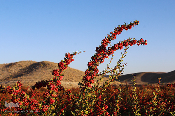 چشم نوازی یاقوت سرخ در خراسان جنوبی