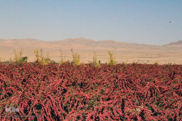 چشم نوازی یاقوت سرخ در خراسان جنوبی