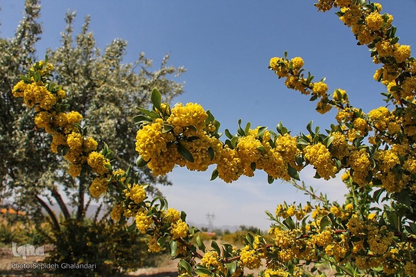 در انتظار دانه‌های طلایی زرشک