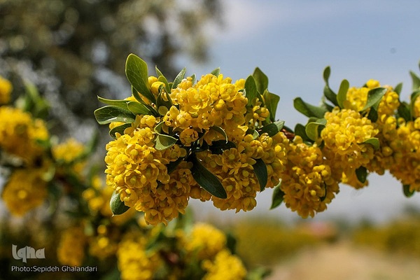 در انتظار دانه‌های طلایی زرشک