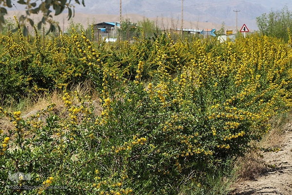 در انتظار دانه‌های طلایی زرشک