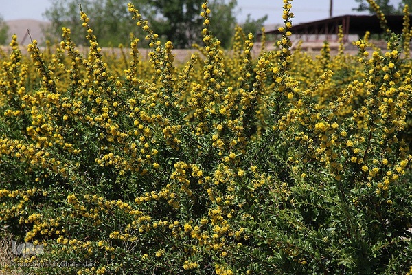 در انتظار دانه‌های طلایی زرشک