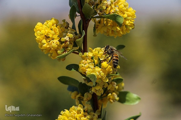 در انتظار دانه‌های طلایی زرشک