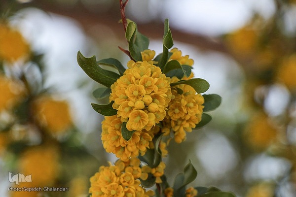 در انتظار دانه‌های طلایی زرشک