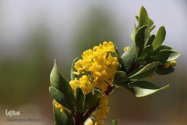 در انتظار دانه‌های طلایی زرشک