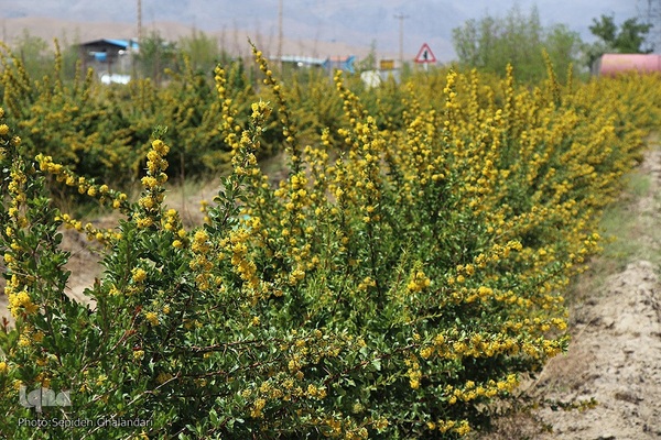 در انتظار دانه‌های طلایی زرشک