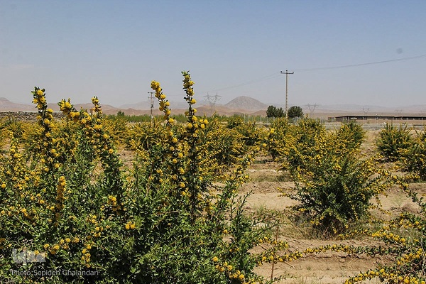 در انتظار دانه‌های طلایی زرشک