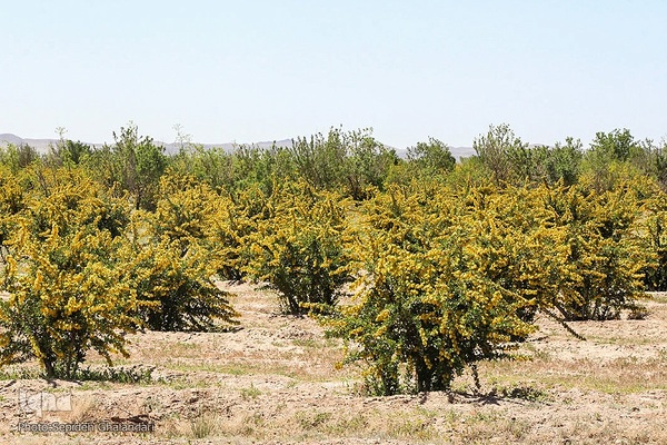 در انتظار دانه‌های طلایی زرشک