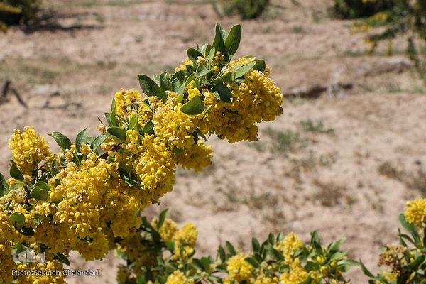 در انتظار دانه‌های طلایی زرشک