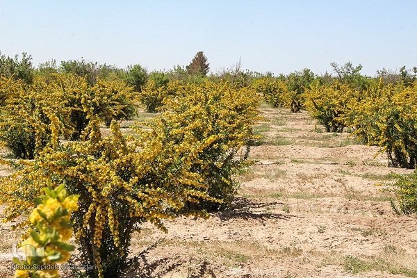 در انتظار دانه‌های طلایی زرشک