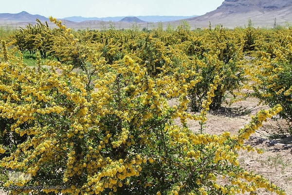 در انتظار دانه‌های طلایی زرشک