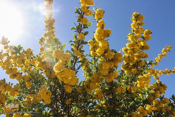 در انتظار دانه‌های طلایی زرشک