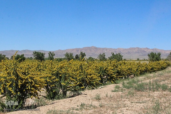 در انتظار دانه‌های طلایی زرشک