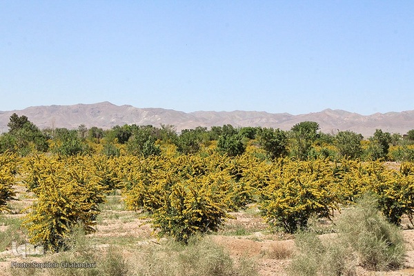 در انتظار دانه‌های طلایی زرشک